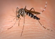 mosquito-600x400