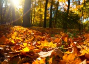 shutterstock_85355659