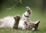 shutterstock_21151303
